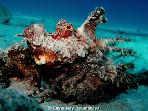 Red Sea walker (Filamented devilfish) by Elena May Izyumskaya 